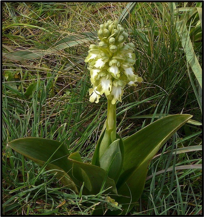 Ophrys sipontensis